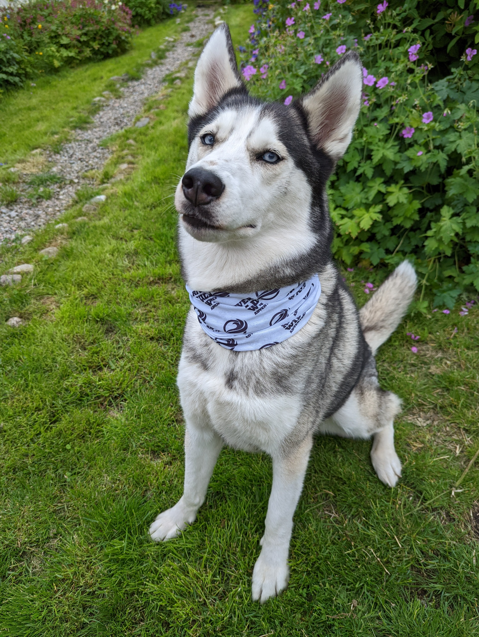 Cali - Chief Morale Officer profile photo